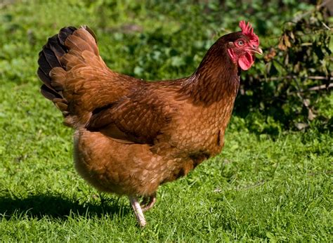 What Does a Rhode Island Red Hen Look Like? (My Favorite Breed!) - The ...