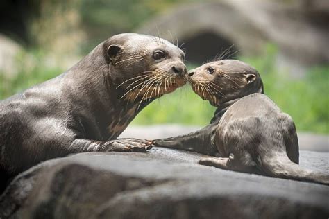 SUPER CUTE MOM AND BABY GIANT OTTER | Tiere