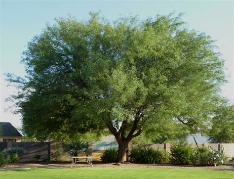 Mesquite Chilean - Harlow Gardens