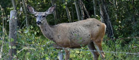 CWD Deer Symptoms (how to tell if a deer has Chronic Wasting Disease)