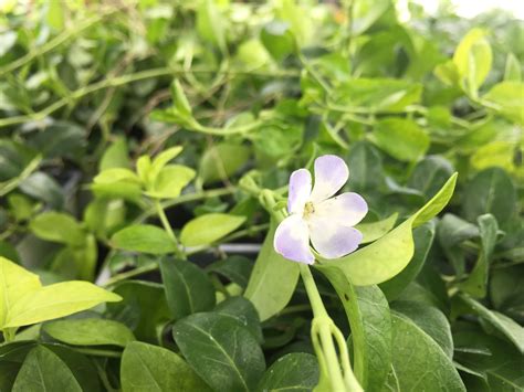 Vinca Minor | Southwest Nursery | Wholesale Landscaping Supplies | Dallas | Fort Worth