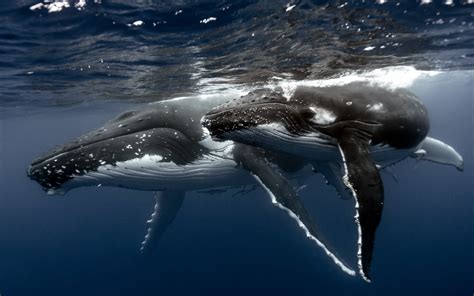 HD wallpaper: whale, underwater, humpback whale, animals, sea, animal themes | Wallpaper Flare