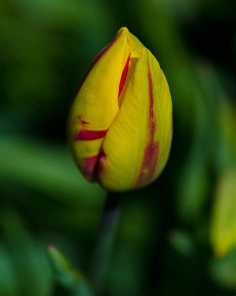 Tulip Bud Photograph by Tikvah's Hope - Fine Art America