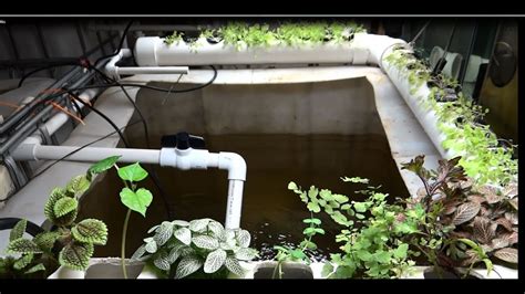 Download Free Aquaponics Plans: Tilapia Aquaponics Youtube