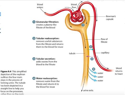 Urinary System Part 2: Urine Formation – The Biology Classroom