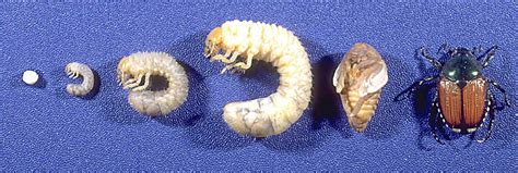 White Grub Control - The White Grub Lifecycle