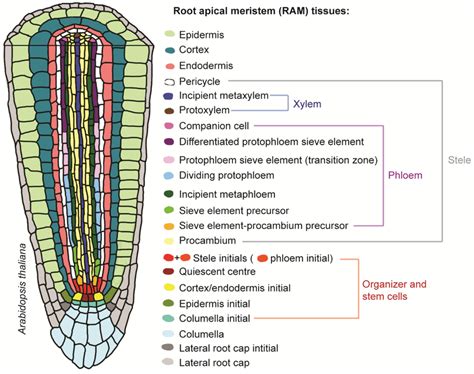 Root Apical Meristem » BIOLOGY TEACH