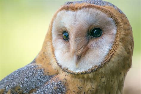 Barn Owl Wallpapers Images Photos Pictures Backgrounds