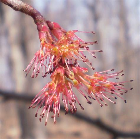 Red Maple March 2020 Wildflower of the Month - John Clayton