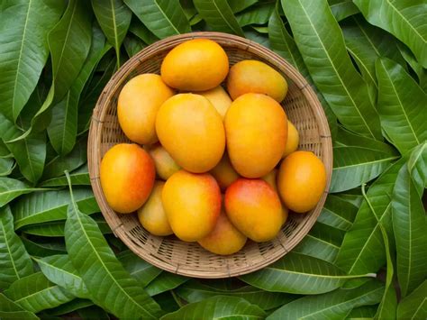 Types of Mangoes in India: 15 famous mango varieties in India and how to identify them