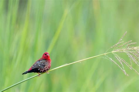 Strawberry finch from the Capital : r/ExplorePakistan