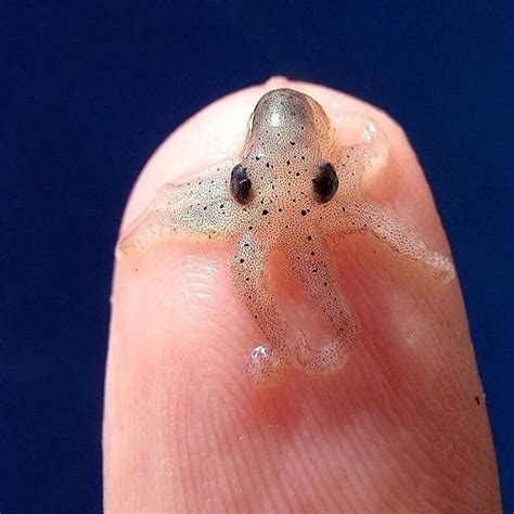 Discover_earthpix on Instagram: “Baby octopus 😍 Follow @ocean_magazine for more amazing photos ...