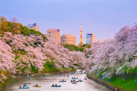 Japan's Best Cherry Blossom Festivals for 2021 (with Map and Images) - Seeker