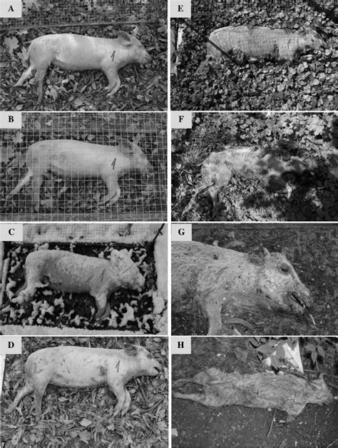 Stages Of Decaying Human Body