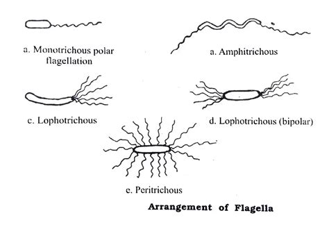 Bacterial Flagella : Definition, Ultra Structure and Mechanism of Movement ~ Biotechfront