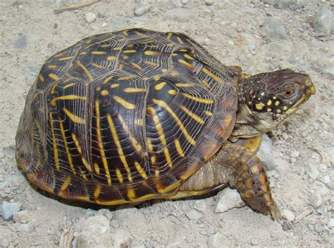 Ornate Box Turtle - Terrapene ornata | Amphibians and Reptiles of Louisiana