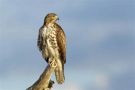 Red-tailed Hawk ⋆ Tucson Audubon