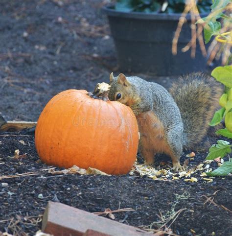 Squirrel Eating a Big Pumpkin in the Garden Stock Image - Image of beautiful, curious: 234442325