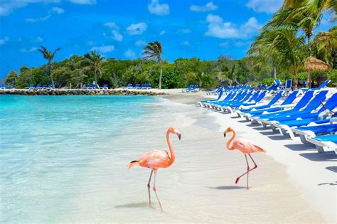 Ultimate Travel Guide for Flamingo Beach Aruba 2018 • Review