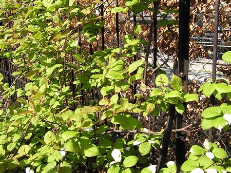 Actinidia kolomikta (Artic Kiwi, Kiwi, Kolomikta Vine) | North Carolina Extension Gardener Plant ...