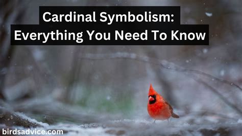 Cardinal Symbolism: Everything You Need To Know - Birds Advice