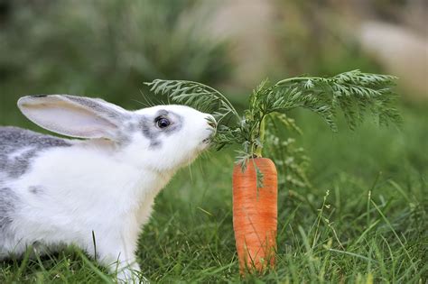 What Do Baby Bunnies Eat? - Feeding Nature