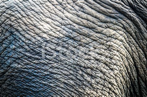 Texture Of Elephant Skin Stock Photo | Royalty-Free | FreeImages