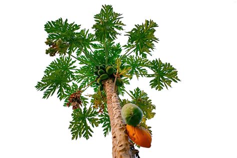 tropical fruit tree with green leaves and orange fruits 27181668 PNG