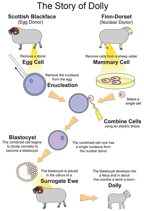 Cloning Dolly | Ask A Biologist