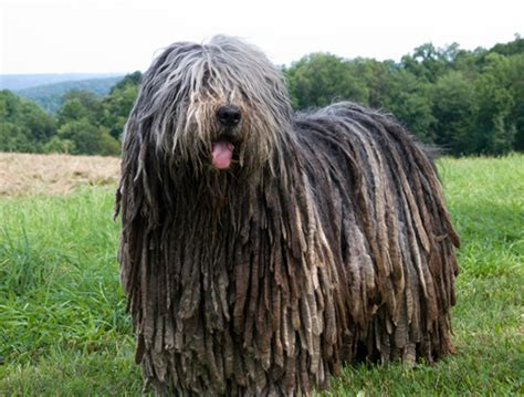 Bergamasco Sheepdog (Bergamasco Shepherd Dog) Info, Puppies ...