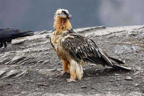 The Lammergeier: The Sacred Vulture of Tibet