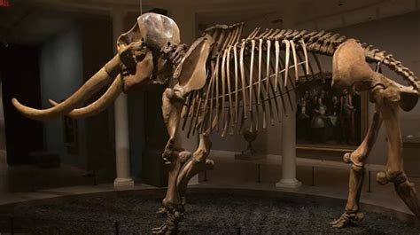 Mastodon Skeleton Discovered Near Newburgh Headed for Smithsonian