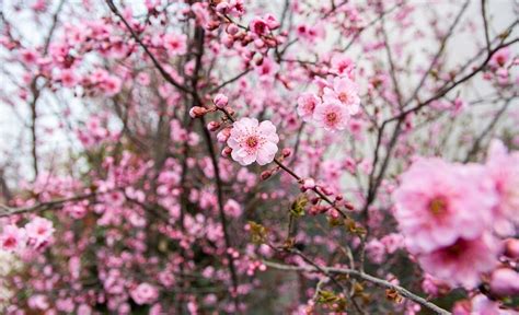 Plum Blossoms In Japan: Best Places For 2023 JRailPass, 44% OFF