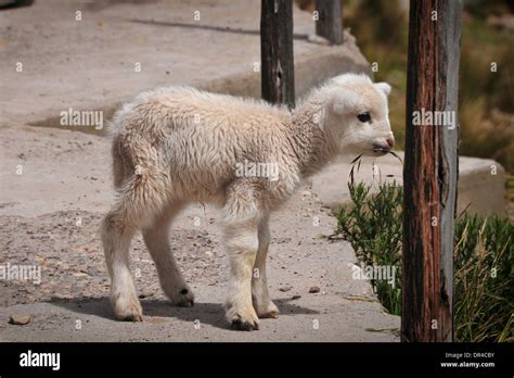 Baby llama in Peru Stock Photo - Alamy