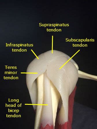 Graston Technique Supraspinatus Tendinosis Treatment