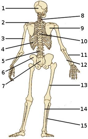 Free Anatomy Quiz - Bones of the Skeleton, Back View, Quiz 1