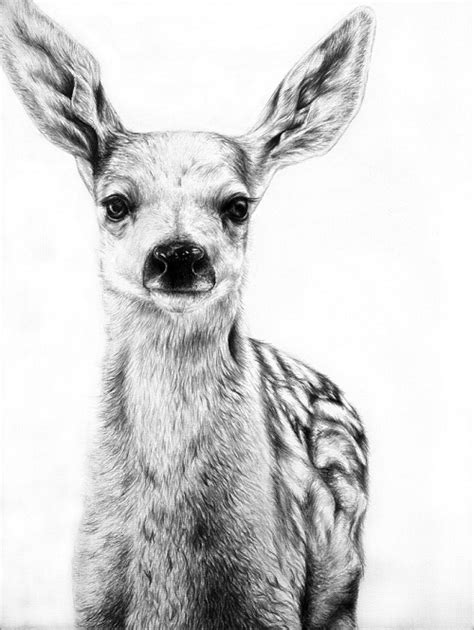 Animal Drawings Pencil