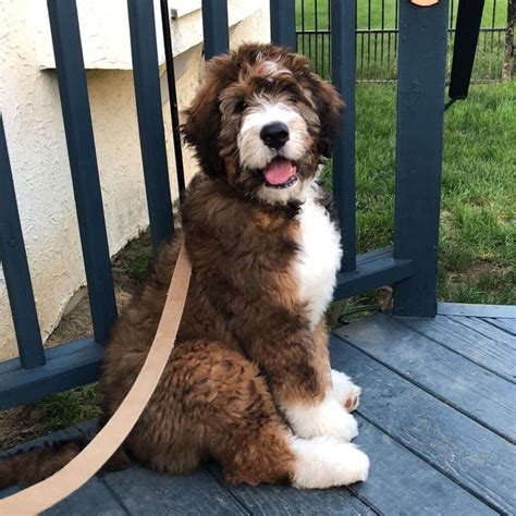 home. However, the | Bernedoodle puppy, Cute dogs, Fluffy dogs