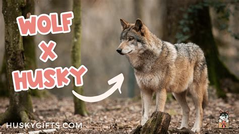 Husky Wolf Mix (Wolf Dog): Owner's Guide