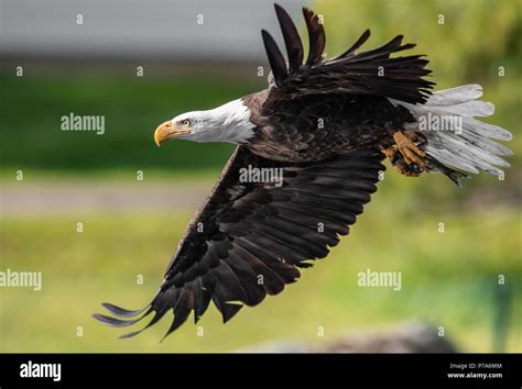 Bald Eagle Hunting Stock Photo - Alamy