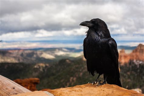 13 Surprising and Spooky Raven Facts – Chirp Nature Center