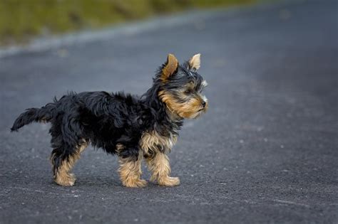 Toy Yorkie Poo Full Grown | Wow Blog