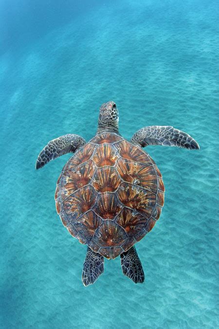 Hawaiʻi Sea Turtles | Hawai‘i's Green Sea Turtle Health