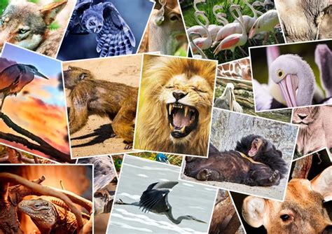 Different animals collage ⬇ Stock Photo, Image by © DarioStudios #13767528