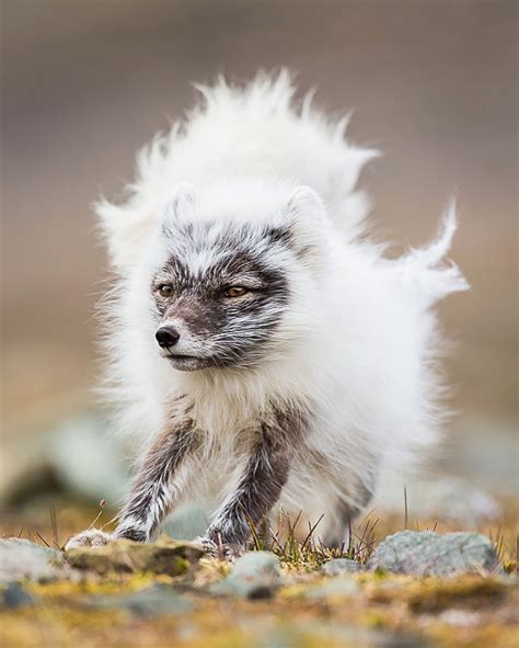 Arctic Foxes Pups