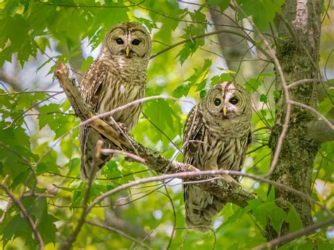 How Big Are Barred Owls? (Wingspan + Size) | Birdfact