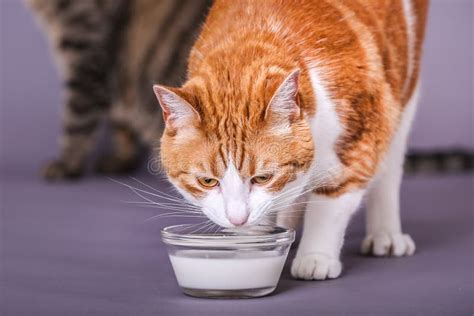 Cat Drinking From A Bowl Of Milk Stock Image - Image of tabby ...