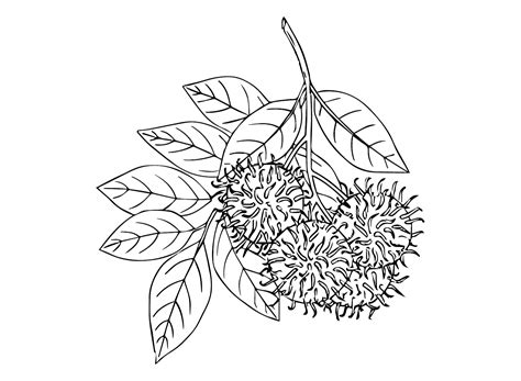 Fruit Rambutan Coloring Pages - Rambutan Coloring Pages - Coloring Pages For Kids And Adults