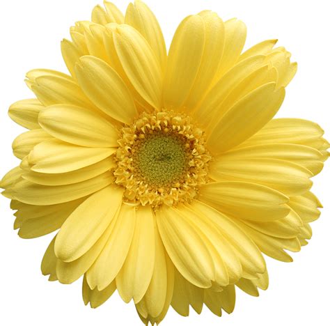 Smiley face daisy clipart image – Clipartix