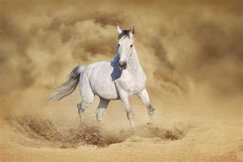 Wild Arabian Horses In The Desert